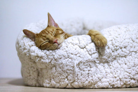 Cat sleeping in a bed