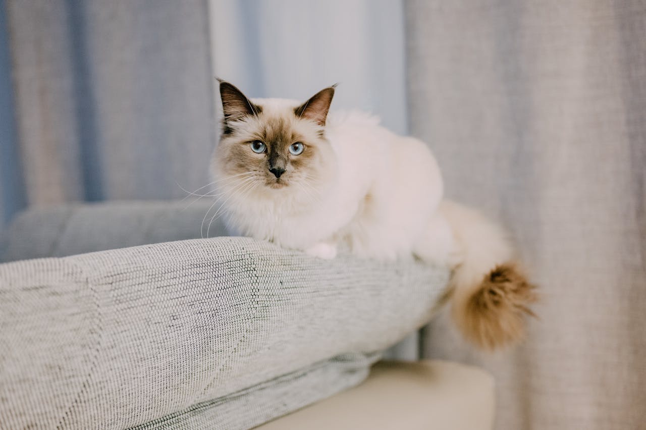 A white cat laying on a white couch