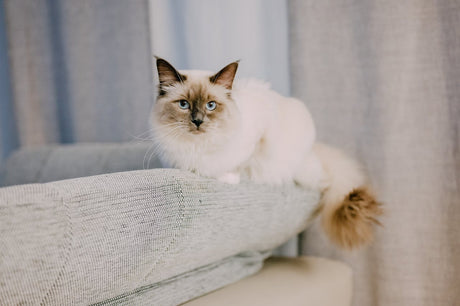 A white cat laying on a white couch