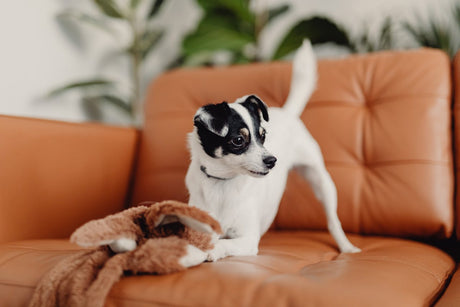 Dog on couch with toy