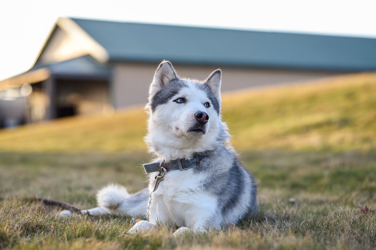 Siberian Husky sitting in the grass