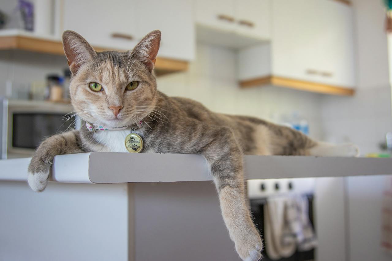 Cat on kitchen countertop