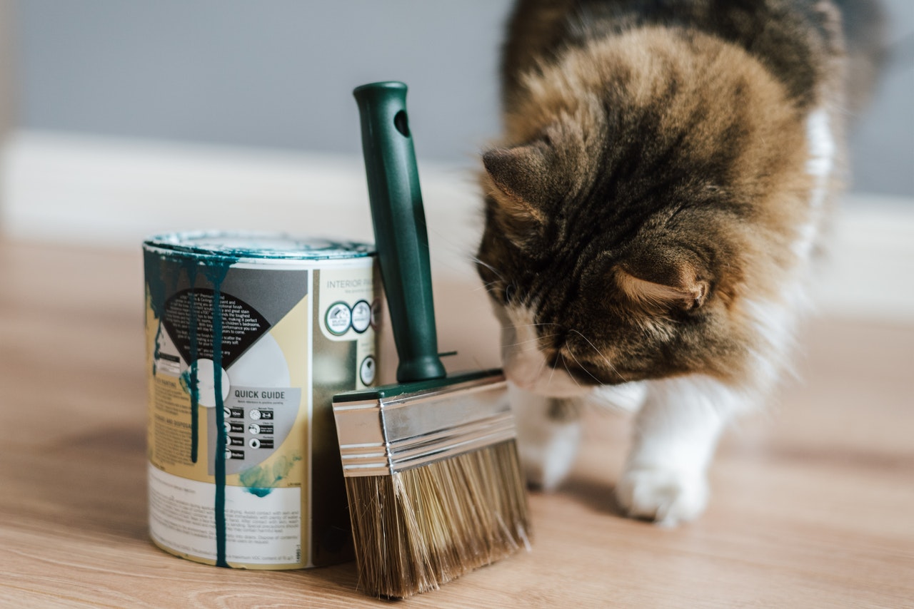 Cat looking at paint