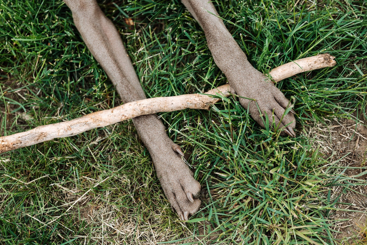 What Are Dewclaws and Why Do Dogs Have Them? – Neater Pets