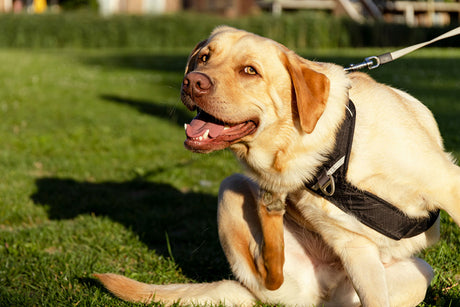 Dog scratching at fleas