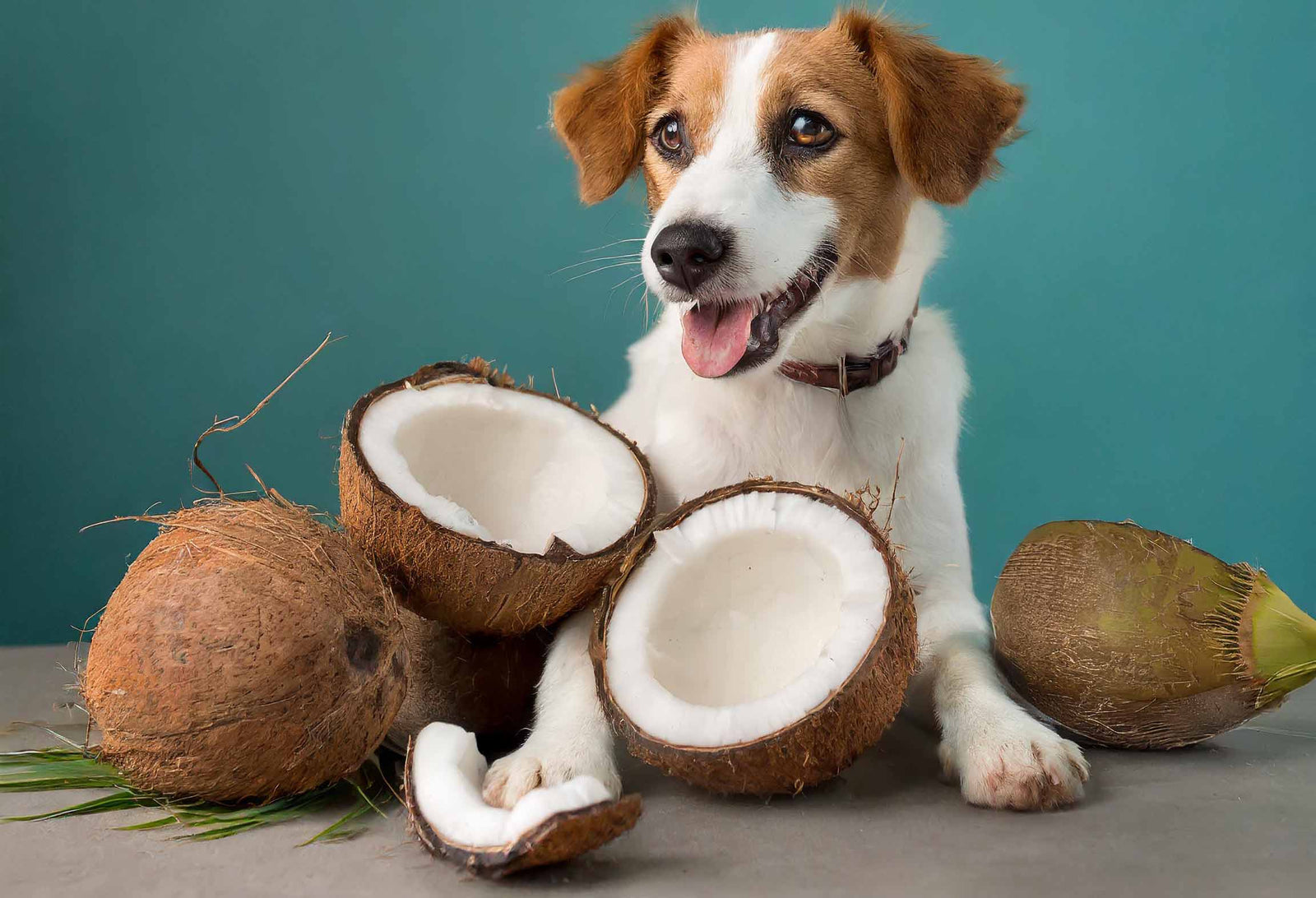 Dog with coconuts