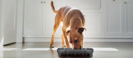 neater pets grey slow feeder and brown dog