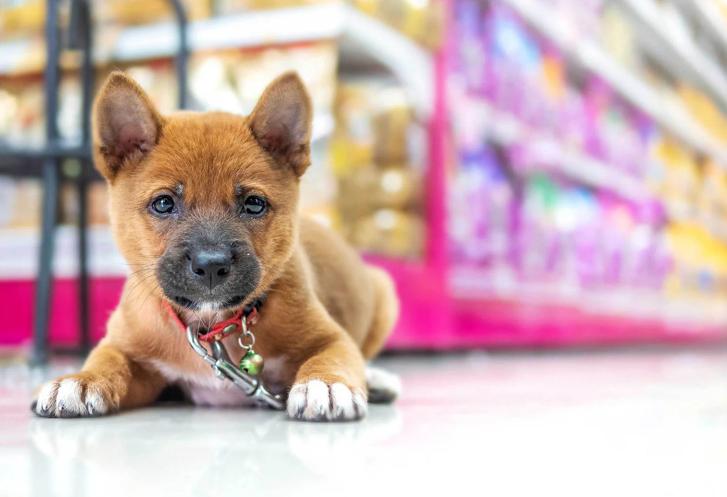 12 Dog Friendly Stores Things to Consider Before You Bring Your Dog Neater Pets