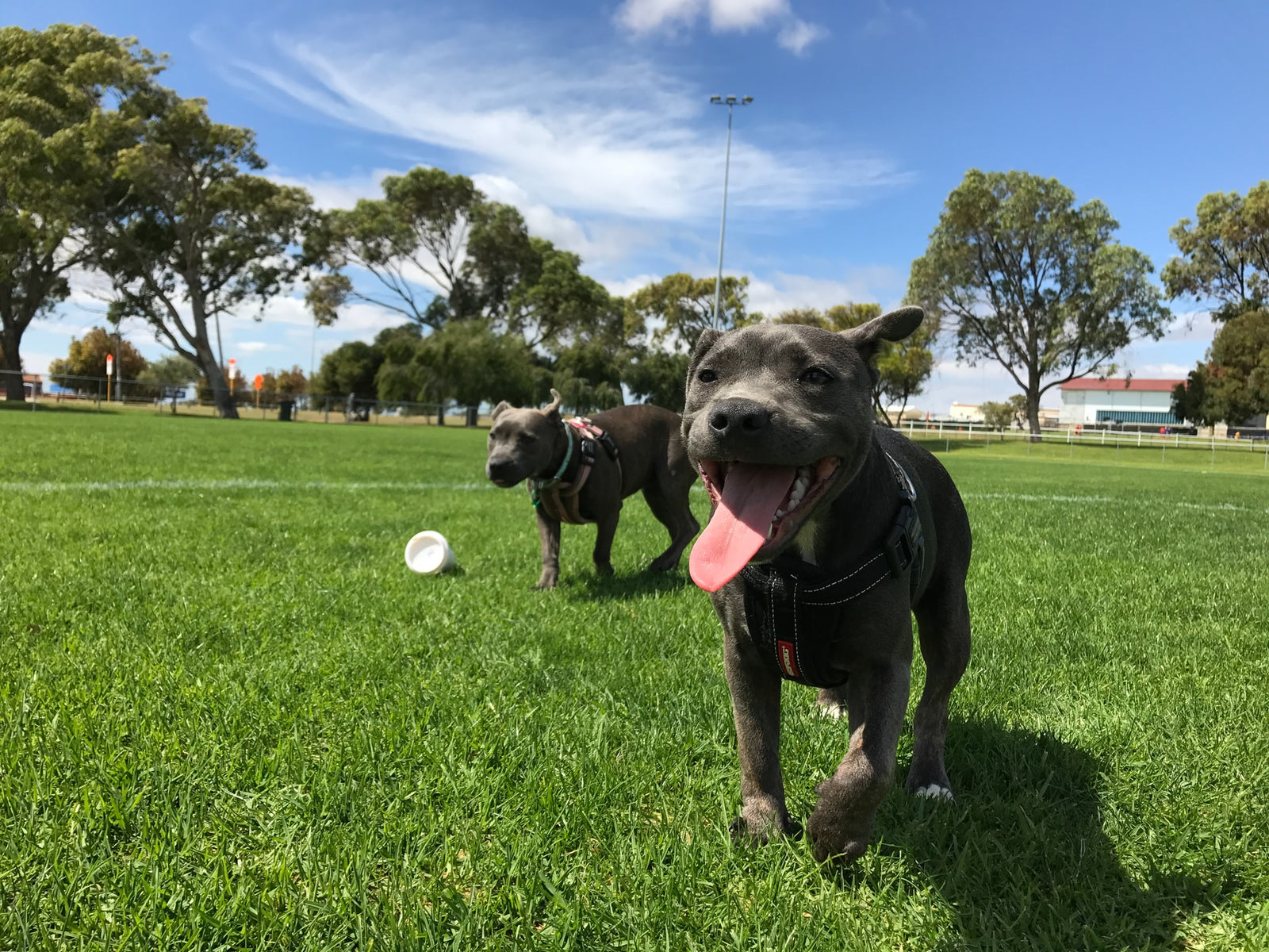 Dogs at a dog park 