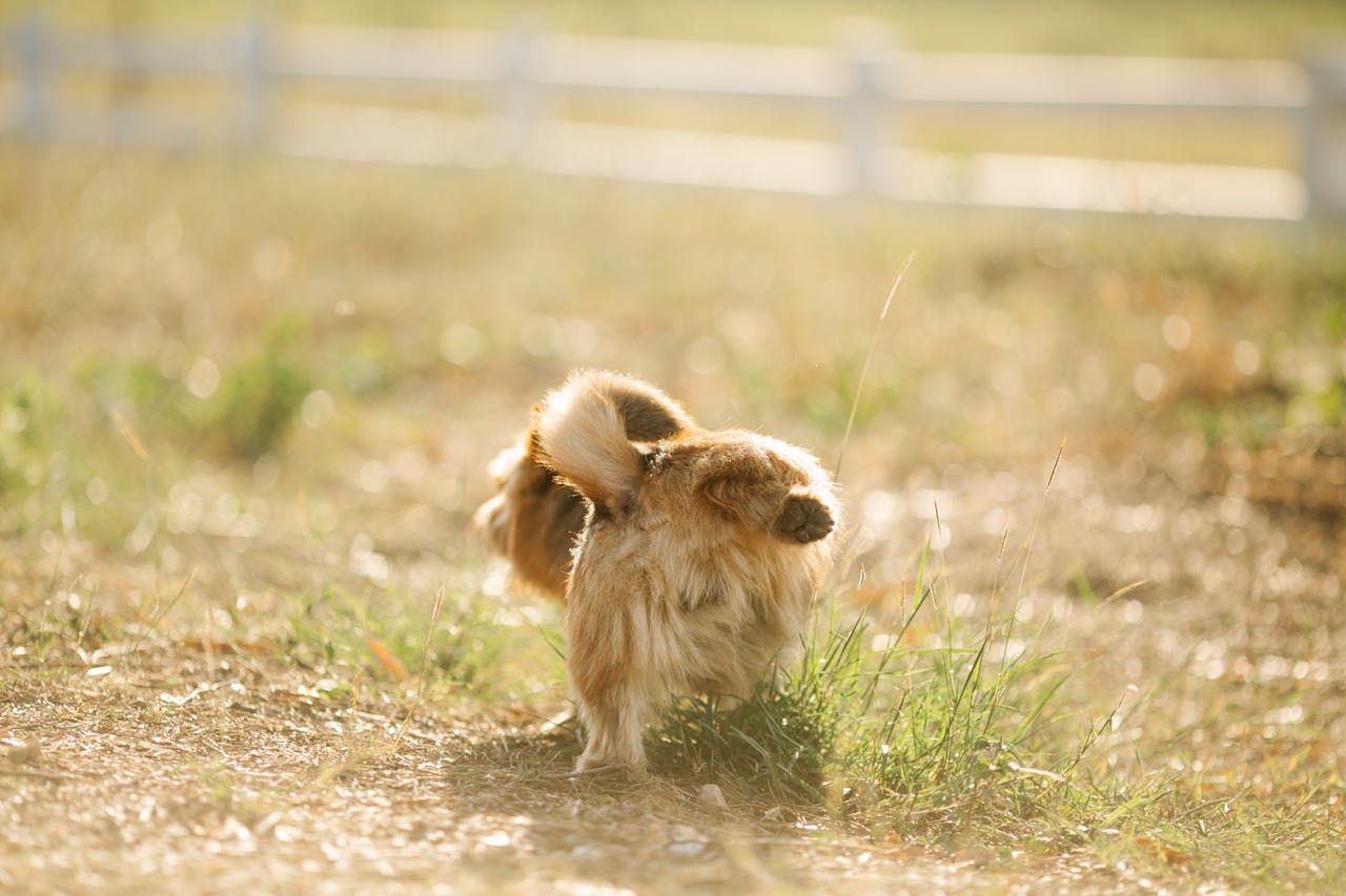 Dog peeing in grass