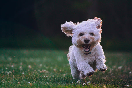 Dog running with mouth open
