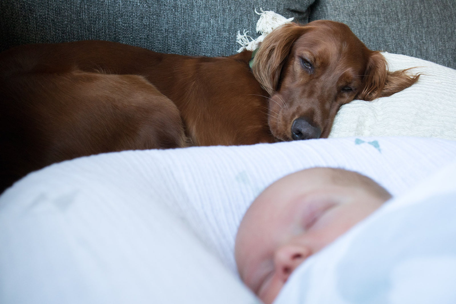 Dog laying with newborn baby