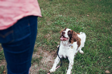 Training dog at the park