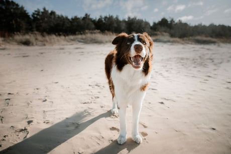 Brown and white dog at the beach