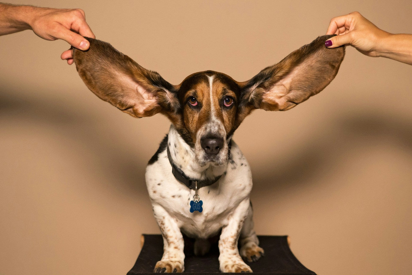People holding a dog's ears