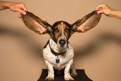 People holding a dog's ears