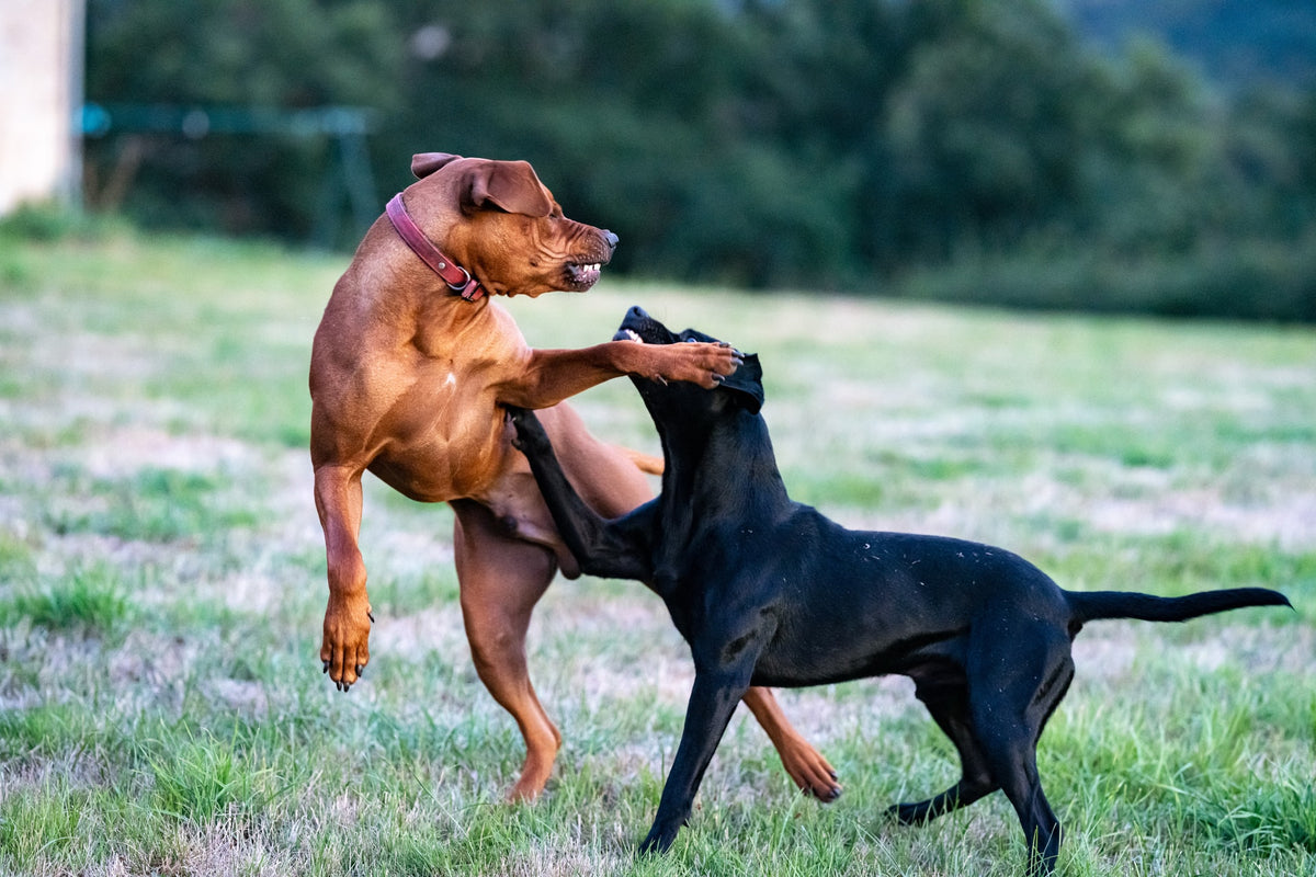 How to Safely Break Up a Dog Fight Neater Pets
