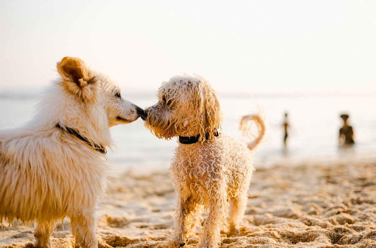 Dogs touching noses at a beach