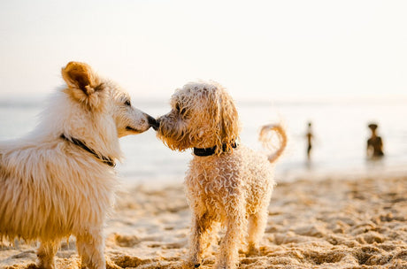 Dogs touching noses at a beach