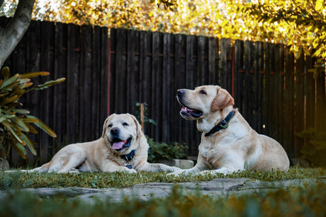 Dogs sitting outside