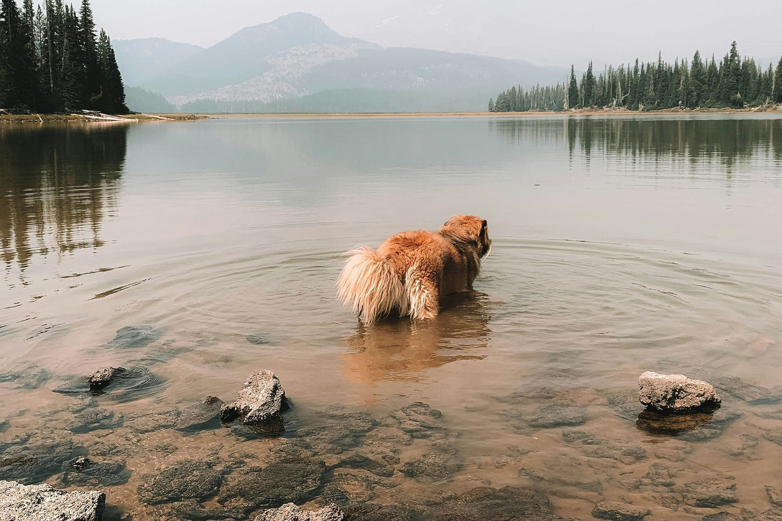 An image of a dog wading in lake water