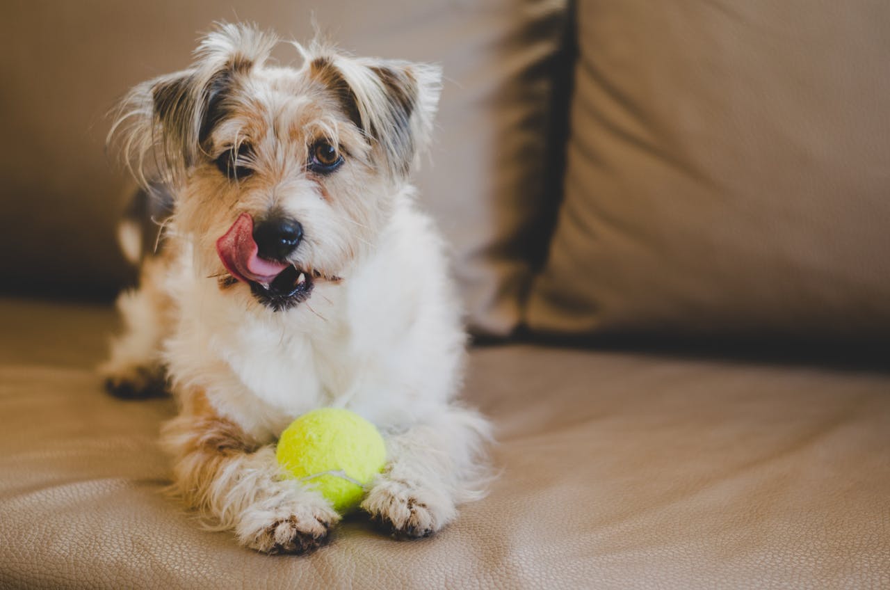 Dog sitting on couch