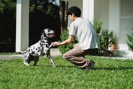 Boy with dog outside giving paw