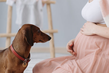 Dog looking at pregnant stomach of woman