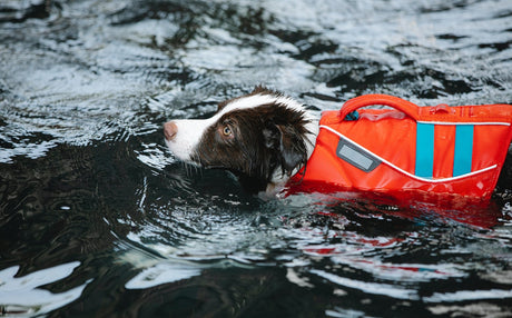 Dog swimming with vest
