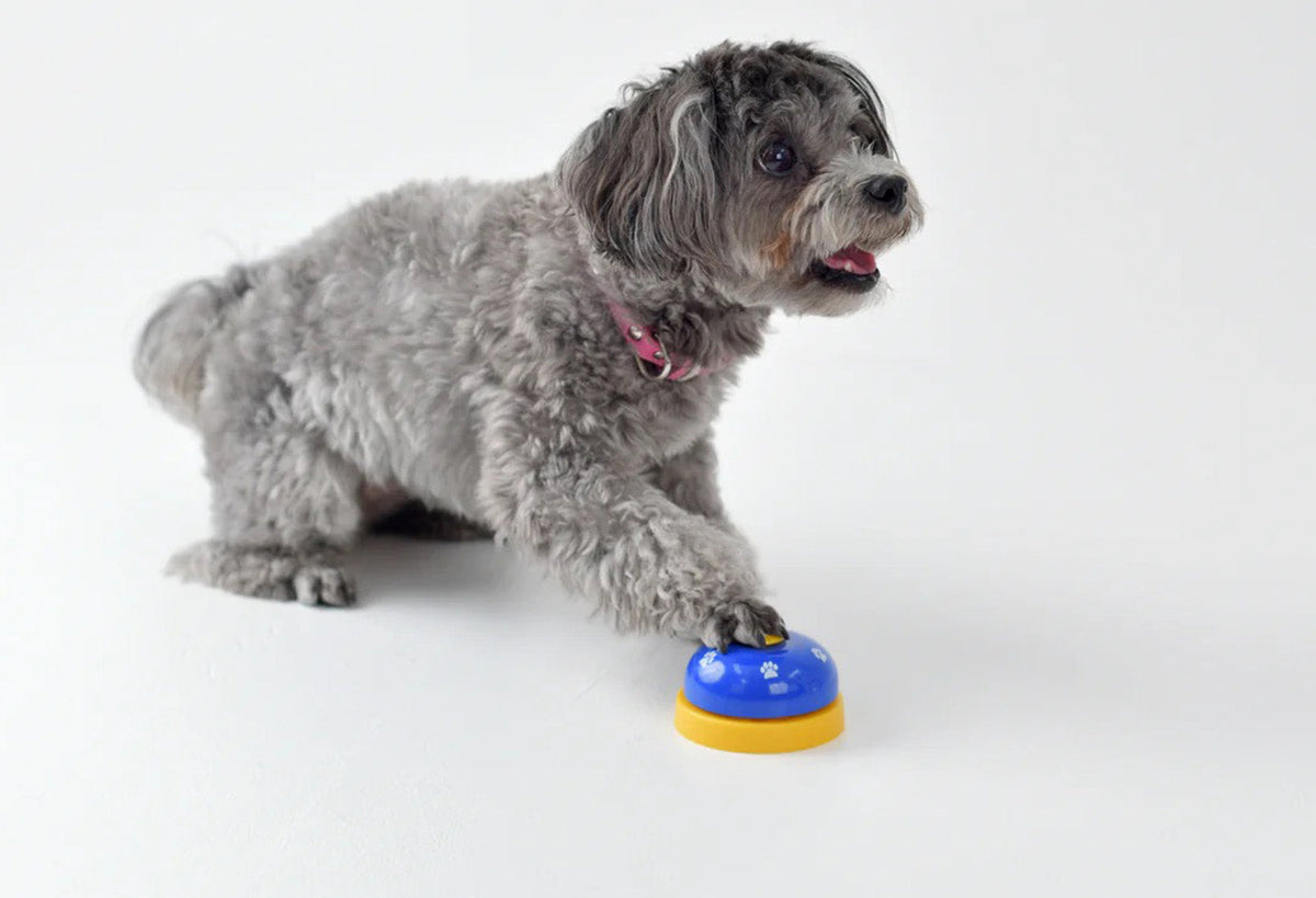 Dog Using Talking Button Seeing Dog Talk Buttons All Over TikTok? How to Train Your Dog to Use ...