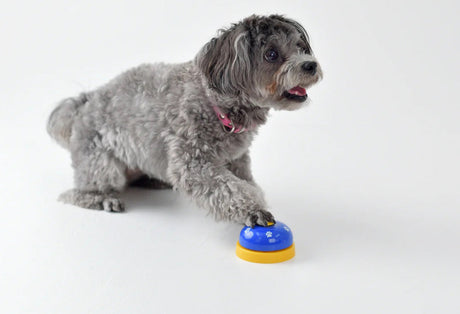 Dog pressing talk button