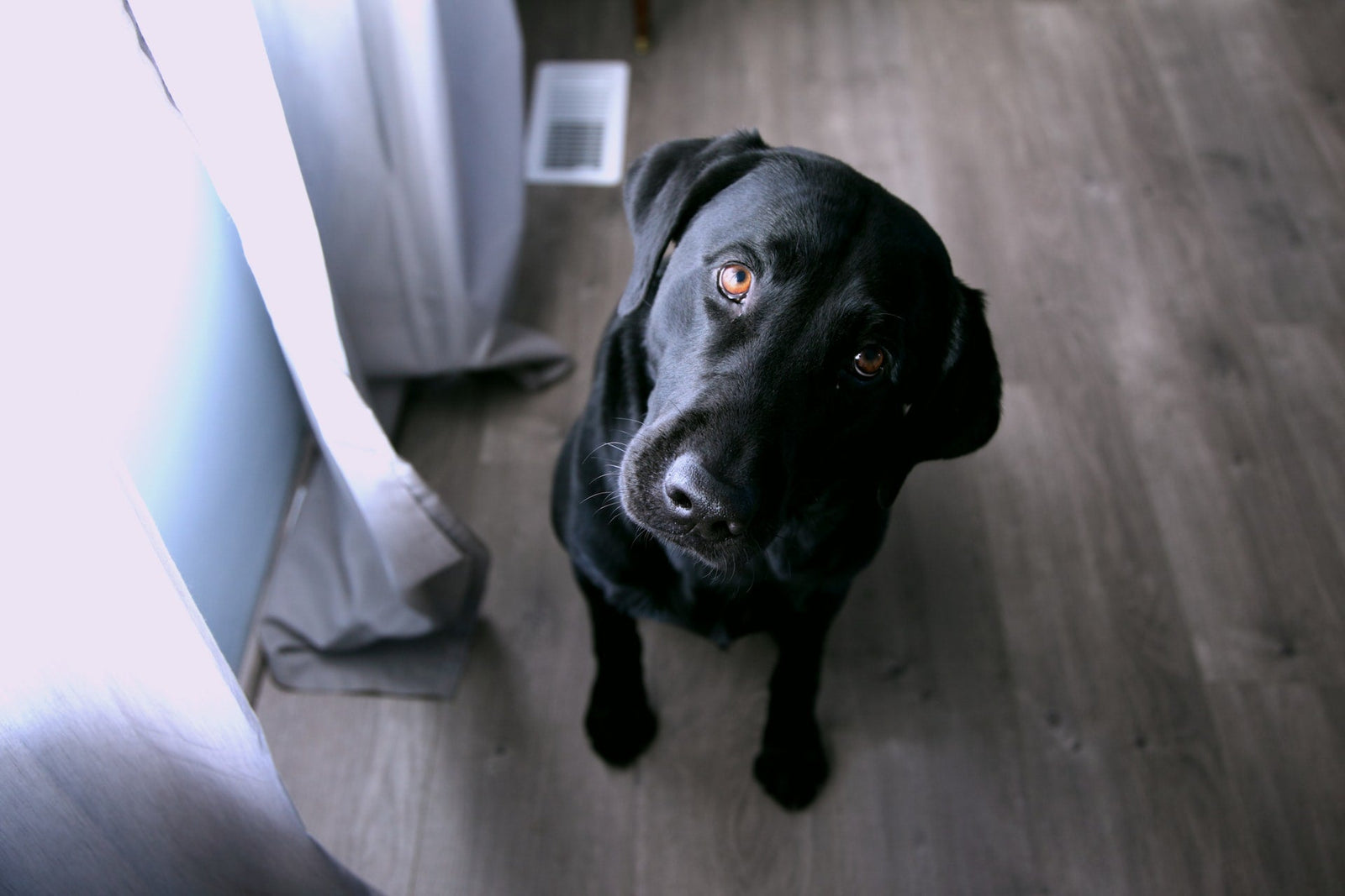 Dog listening to you