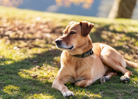 A dog with a bee flying nearby