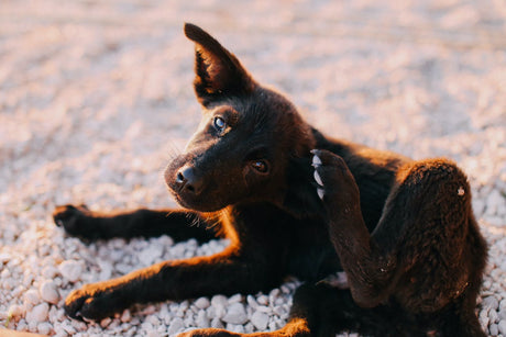 Dog itching with dry skin