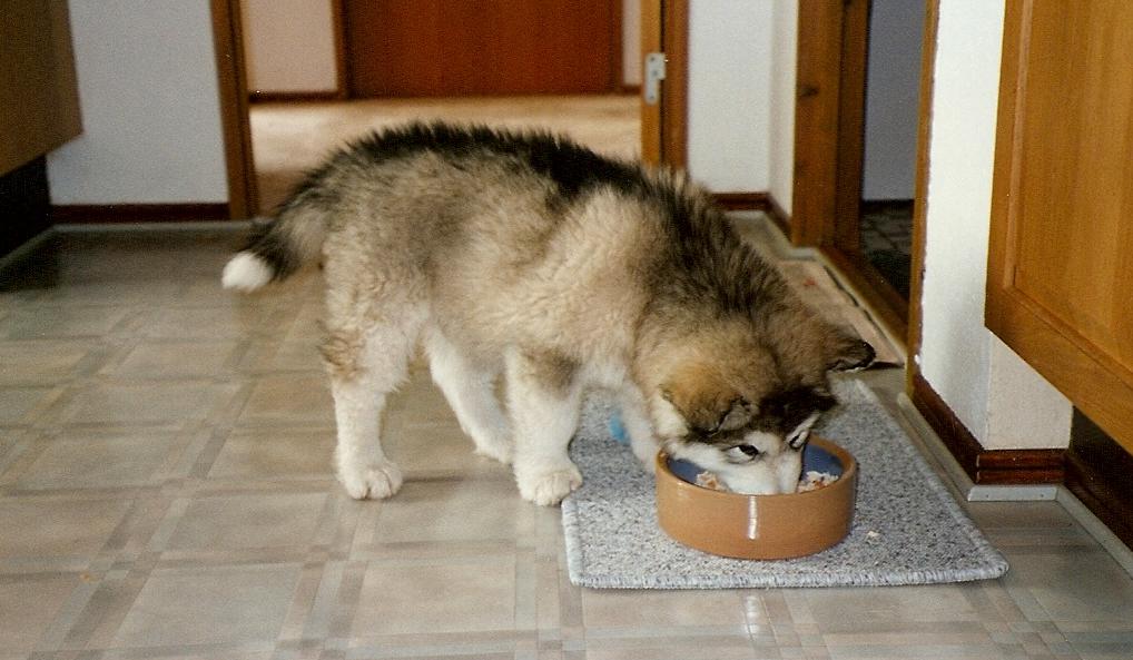 puppy malamute eating from bowl