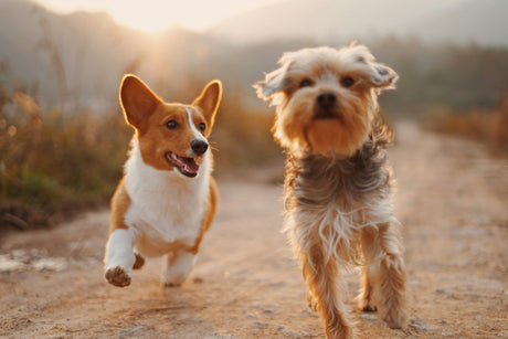 Dogs running on trail