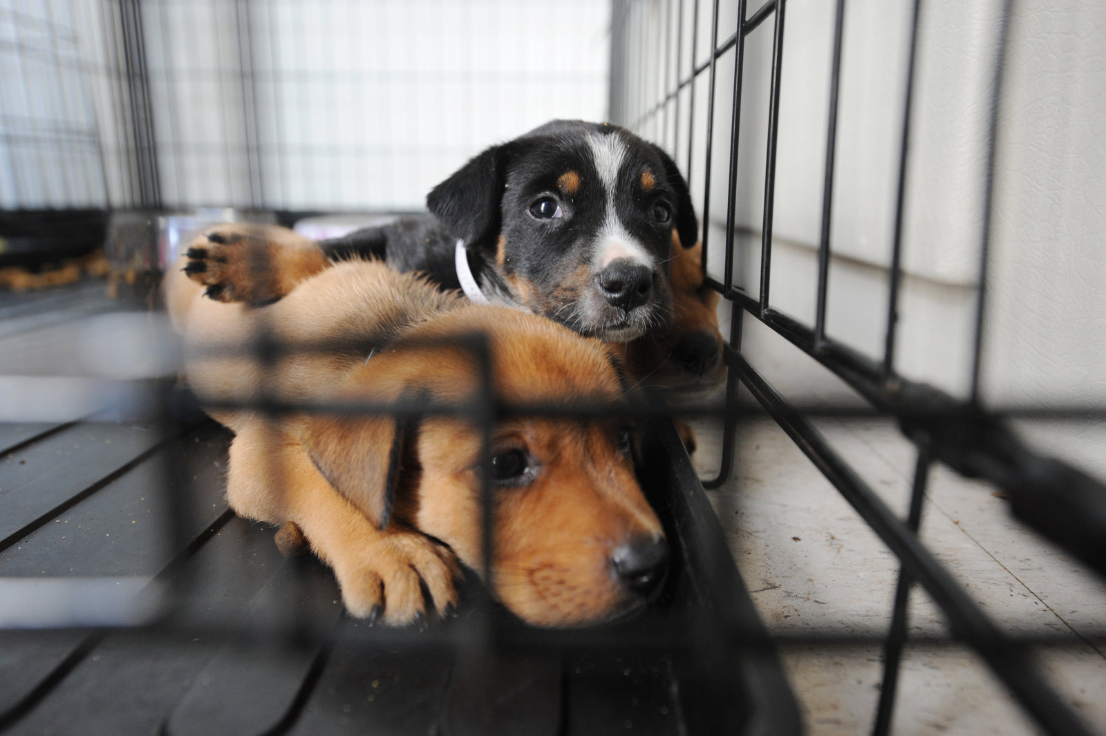 brown and black dog being adopted