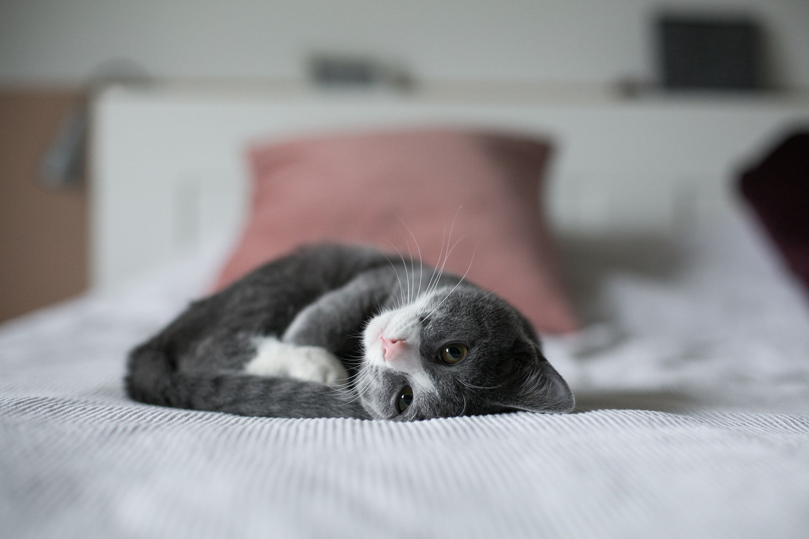 Cat laying in bed 