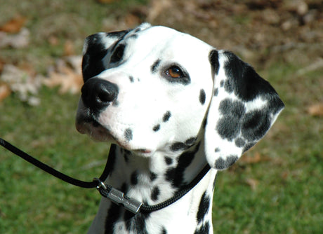 female dalmatian sitting