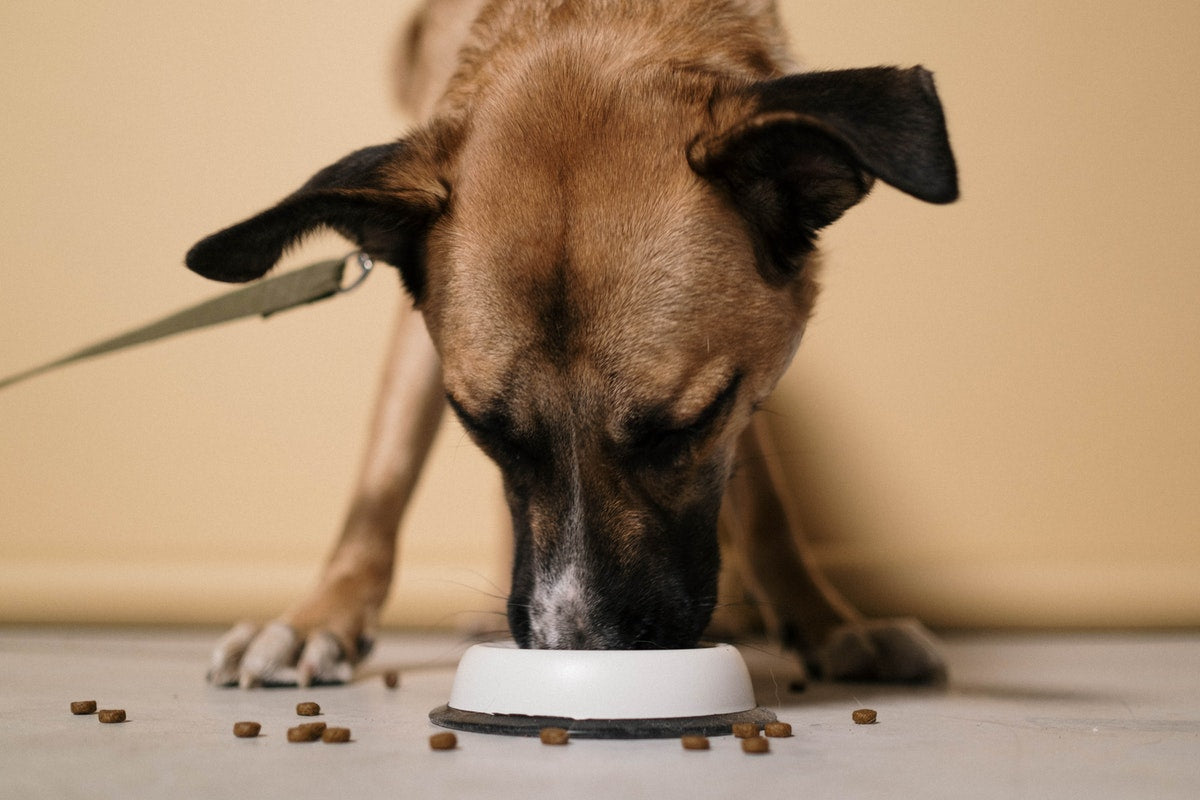 Food aggressive sale puppy