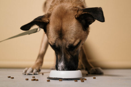 Dog eating