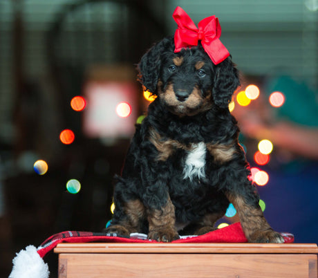 dog with bow