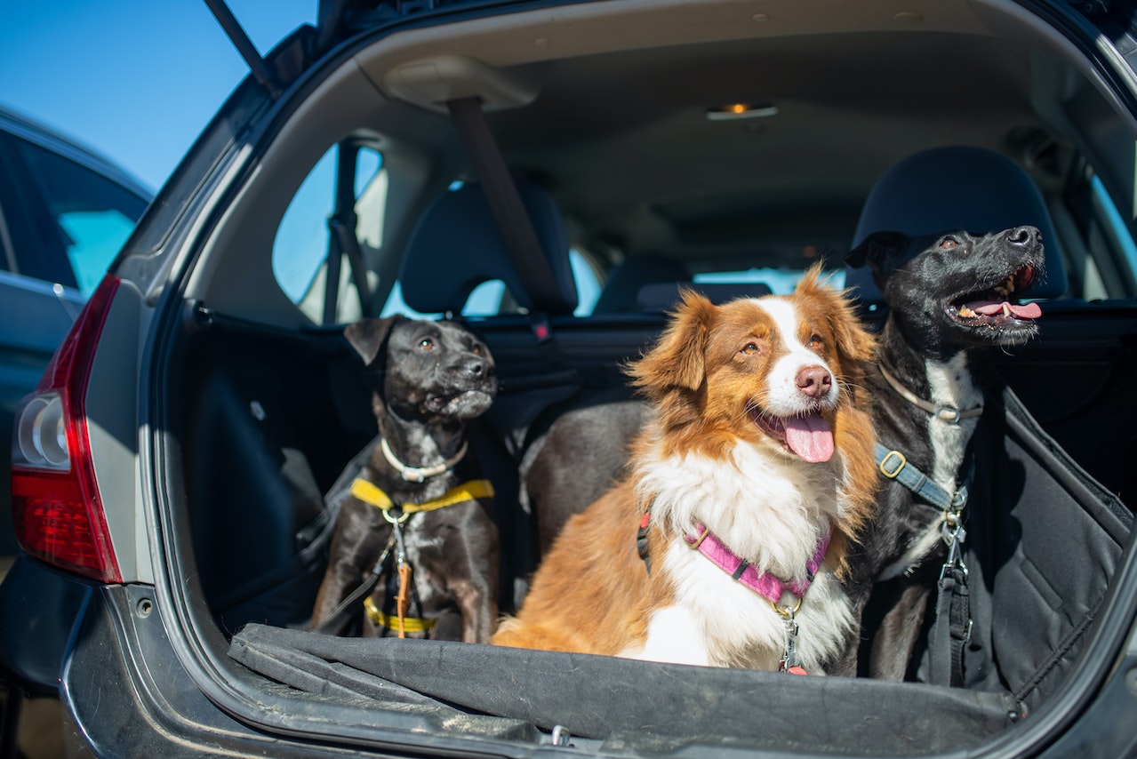 Best way to keep sales dog hair out of car