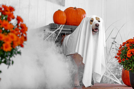 Dog in Halloween costume
