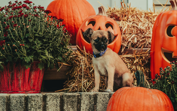 125-spooky-pet-names-for-halloween-lovers-neater-pets