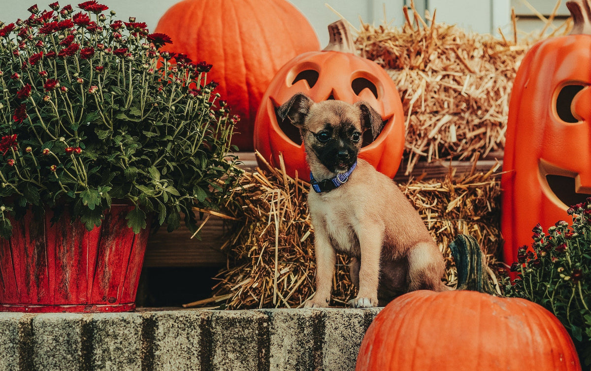 125 Spooky Pet Names for Halloween Lovers – Neater Pets