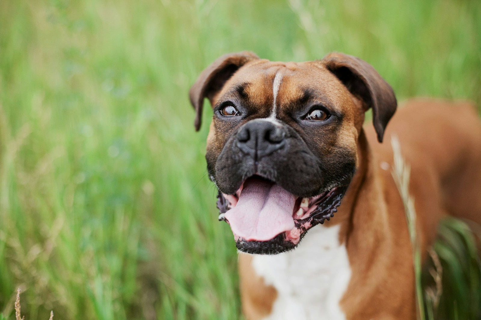 A boxer dog 