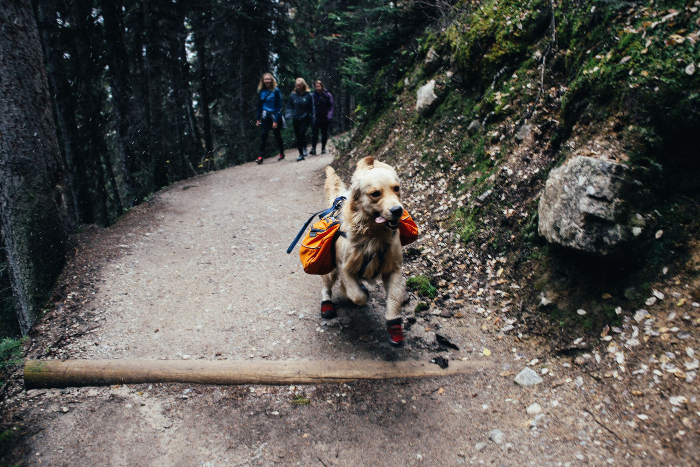 10 Dog-Friendly Hiking Trails in the United States - Neater Pets Dog friendly nature trails near me