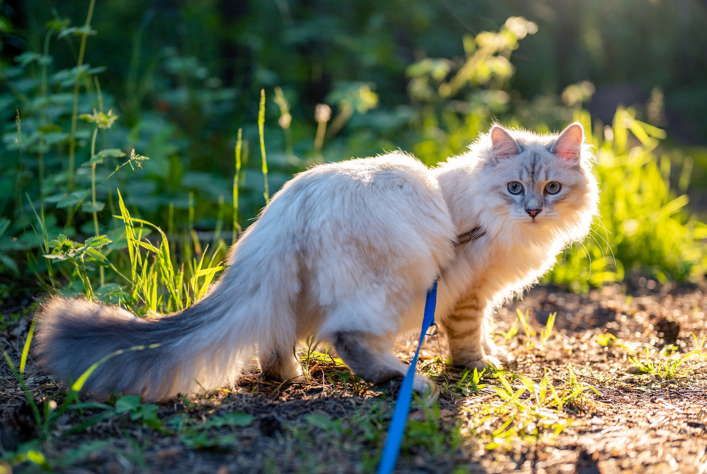 10 Tips for Hiking with Your Cat Neater Pets