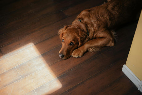 Golden Retriever laying down